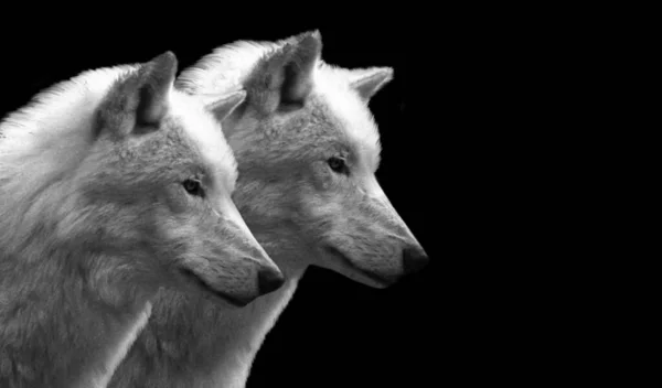 Dos Hermanos Blanco Lobo Lado Cara Primer Plano — Foto de Stock
