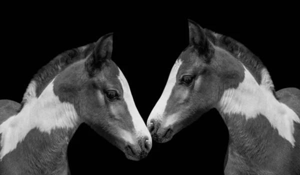 Schattig Baby Paard Hoofd Close Donkere Achtergrond — Stockfoto