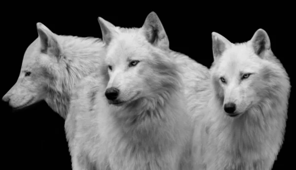 Piękna Rodzina Wilków Razem Stoi Czarnym Tle — Zdjęcie stockowe
