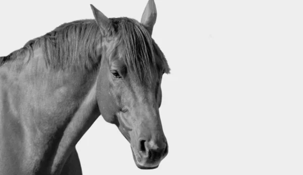 闇の背景に黒い馬の閉鎖ヘッド — ストック写真