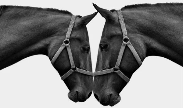 Zwart Paar Paard Schattig Gezicht Geïsoleerd Witte Achtergrond — Stockfoto