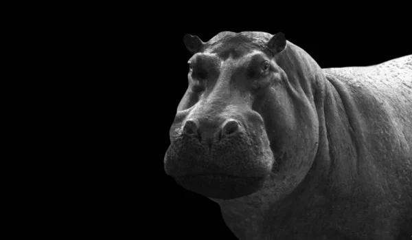 Zware Grote Nijlpaard Close Hoofd Zwarte Achtergrond Stockfoto