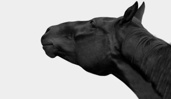 Mooi Donker Zwart Paard Close Hoofd Rechtenvrije Stockafbeeldingen