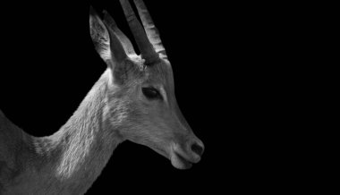 Kara Arkaplanda Koca Boynuzlu Impala Şirin Kafa