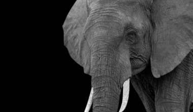 Afrika Fili Kapalı Yüzü Karanlık Arkaplanda