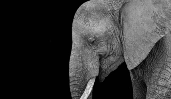 Beautiful Big Elephant Closeup Face On The Black Background