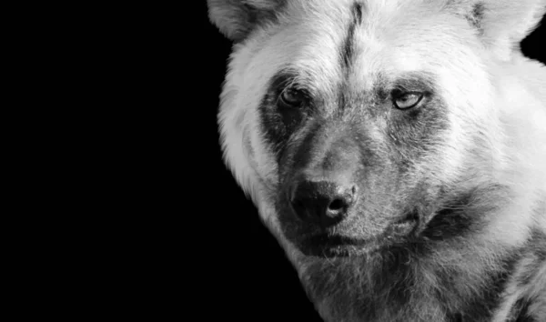 Farlig Vild Hyena Närbild Ansikte Svart Bakgrund — Stockfoto