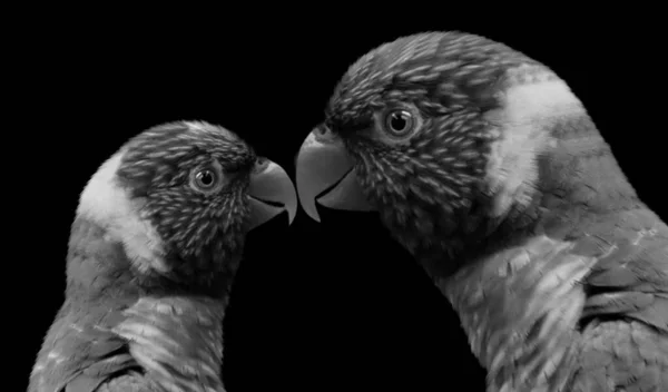 Красивий Чорно Білий Папуга Сімейне Обличчя Чорному Тлі — стокове фото