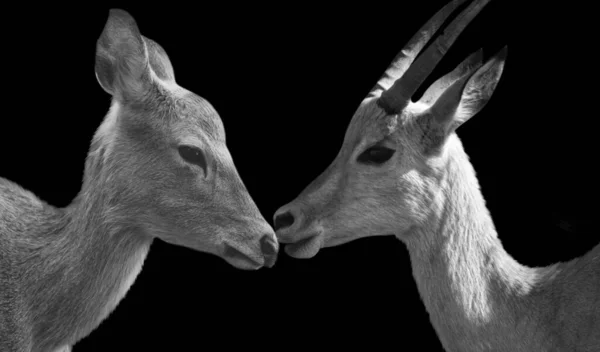 Ελάφια Και Impala Closeup Πρόσωπο Αγάπη Των Ζώων Μεταξύ Τους — Φωτογραφία Αρχείου