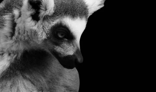 Halka Kuyruklu Lemur Kafa Kapanış Yüzü Siyah Arkaplanda — Stok fotoğraf