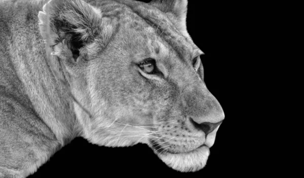 密接な顔をした美しい女性ライオン — ストック写真