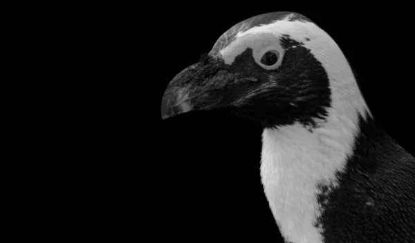 Cara Primer Plano Cabeza Pingüino Fondo Oscuro —  Fotos de Stock