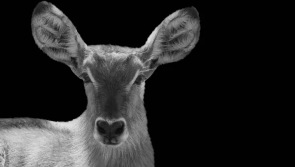 Kudu动物头在黑暗的背景下 — 图库照片