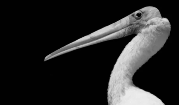 Vackra Vita Stora Pelikan Fåglar Närbild Ansikte — Stockfoto