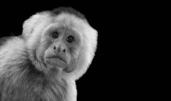 Niedlichen Affen Nahaufnahme Gesicht Schwarzer Hintergrund — Stockfoto
