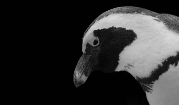 Penguin Close Portret Hoofd Zwarte Achtergrond — Stockfoto