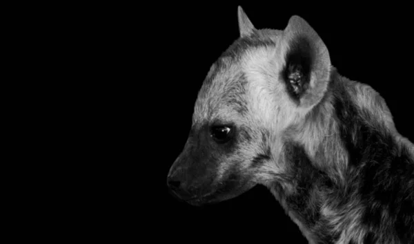 Μωρό Hyena Χαριτωμένο Πρόσωπο Closeup Κεφάλι Στο Μαύρο Φόντο — Φωτογραφία Αρχείου