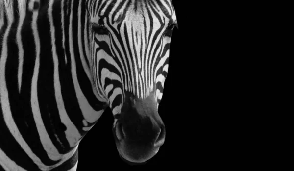 African Zebra Zbliżenie Głowa Czarnym Tle — Zdjęcie stockowe