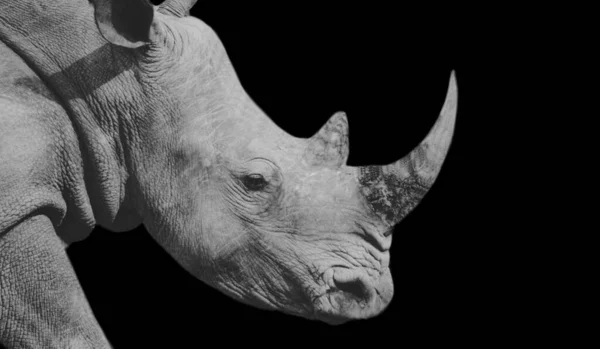 Rhino Hoofd Met Grote Hoorn Zwarte Achtergrond — Stockfoto