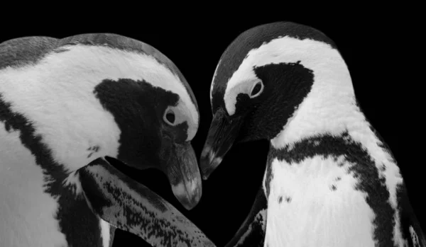 黒と白のカップルペンギン鳥の閉鎖 — ストック写真