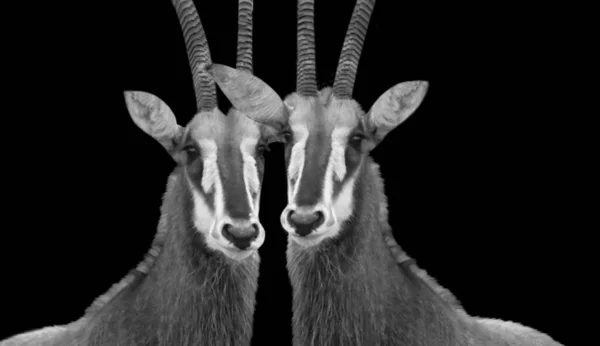 Два Антилопы Животных Большими Рогами Черном Фоне — стоковое фото