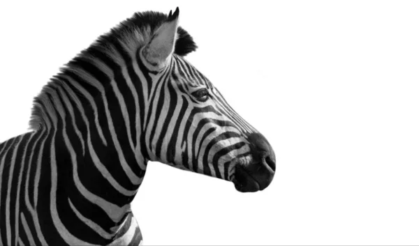 Hochwertiges Wild Zebra Gesicht Auf Weißem Hintergrund — Stockfoto