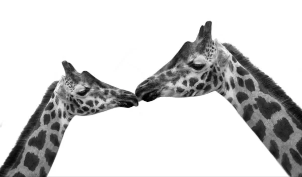 Cabeça Longa Bonita Girafa Pescoço Fundo Branco — Fotografia de Stock