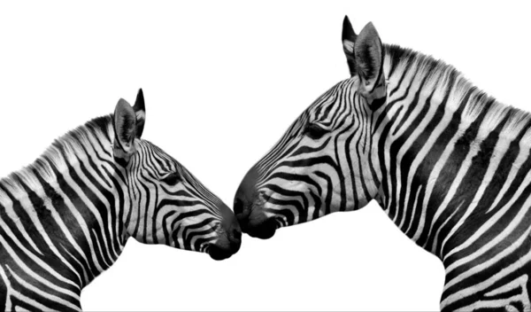 Dois Casal Zebra Ter Uma Sensação Com Outro — Fotografia de Stock