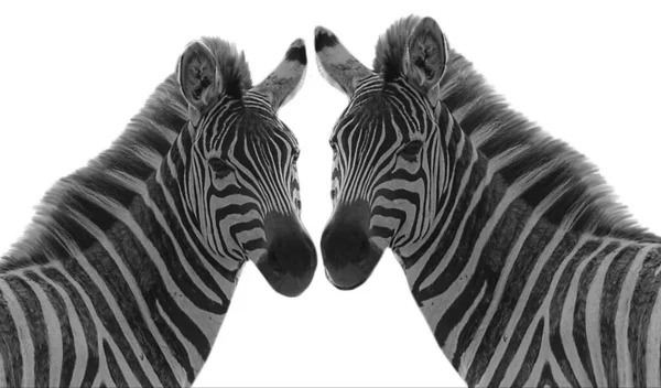 Zebras Cabeça Fundo Branco — Fotografia de Stock