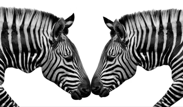 Dois Zebra Selvagem Isolado Fundo Branco — Fotografia de Stock