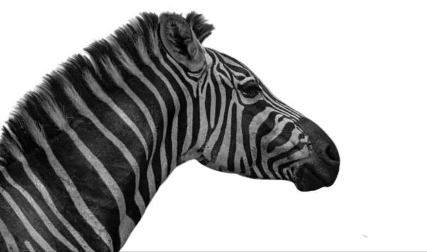 Schöne Wild Zebra Head Closeup Gesicht Isoliert Auf Dem Weißen — Stockfoto