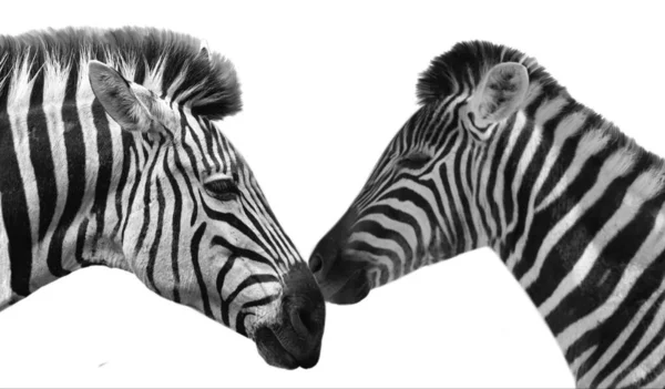 Savannah Selvagem Zebras Bonito Relacionamento Fundo Branco — Fotografia de Stock