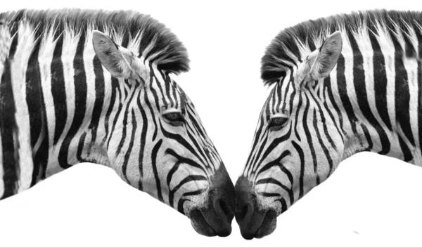 白い背景のかわいい黒と白 Zebra — ストック写真