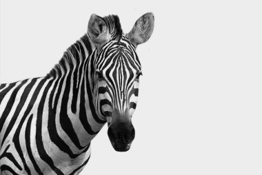 Güzel Siyah ve Beyaz Zebra Beyaz Arkaplanda Yakın plan Yüzü