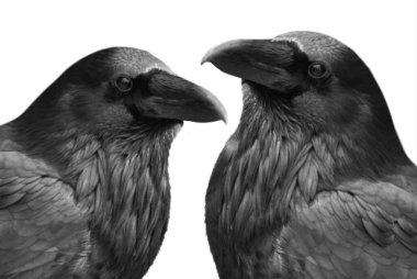 Beyaz Arkaplanda İki Karga Başı İzole Edildi