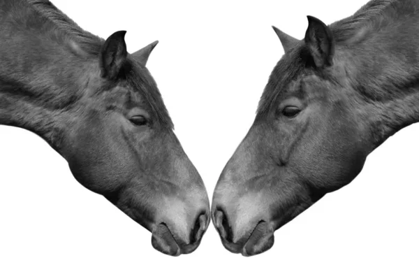 白い背景にかわいい馬の頭を愛する2人 — ストック写真