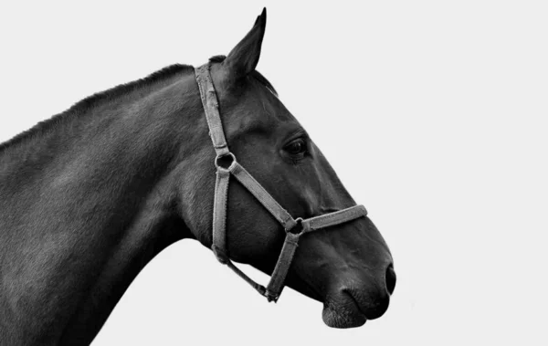 白い背景の中で美しい悲しい黒い馬のクローズアップ顔 — ストック写真