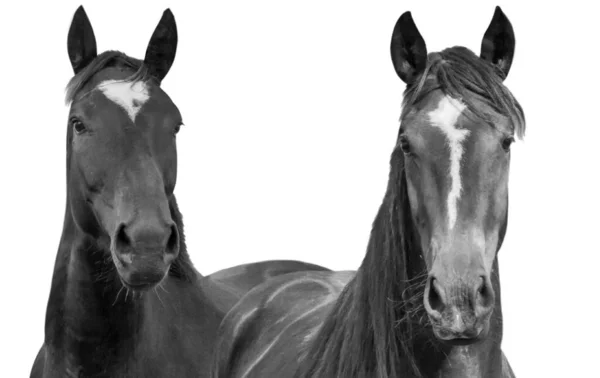 Dois Cavalos Negros Fundo Branco — Fotografia de Stock