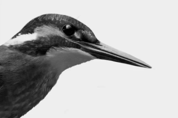Gyönyörű Kingfisher Head Elszigetelt Fehér Háttér — Stock Fotó