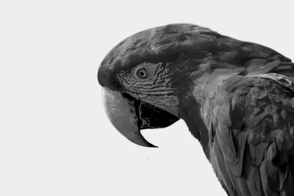 Beyaz Arka Planda Güzel Bir Papağan Kafası — Stok fotoğraf