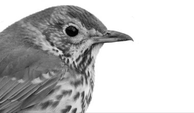 Beyaz arka planda izole edilmiş Siyah ve Beyaz Ardıç Kuşları