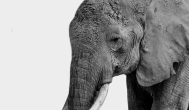 Beyaz arka planda uzun dişleri olan büyük fil.