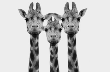 Beyaz Arkaplanda Üç Güzel Zürafa Başı