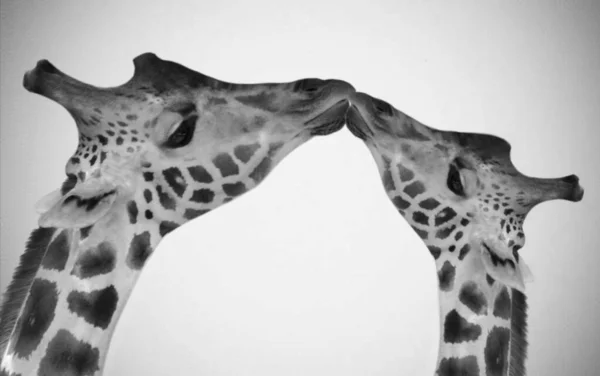 Girafa Bonita Grande Bonito Fundo Branco — Fotografia de Stock
