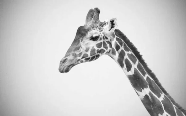 Long Neck Wild Giraffe Animal Wallpaper — стокове фото
