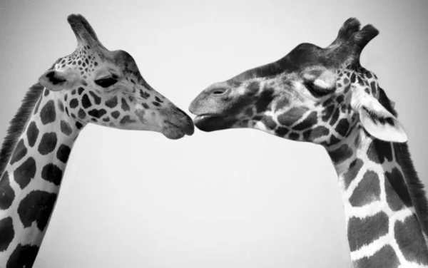 Grande Dois Girafa Cabeça Retrato Fundo Branco — Fotografia de Stock