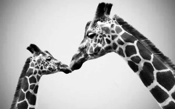 Matka Żyrafa Troszczy Się Swoje Dziecko Białym Tle — Zdjęcie stockowe
