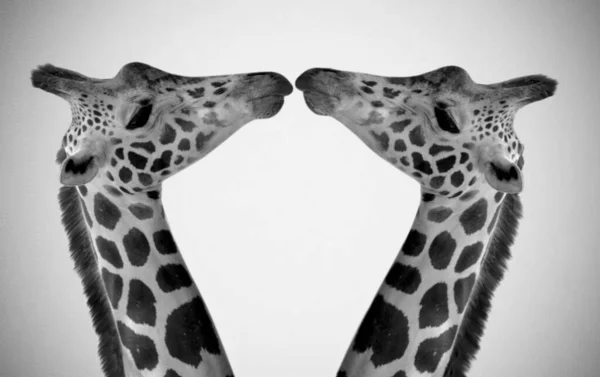Dois Girafa Beijo Uns Com Outros Fundo Branco — Fotografia de Stock