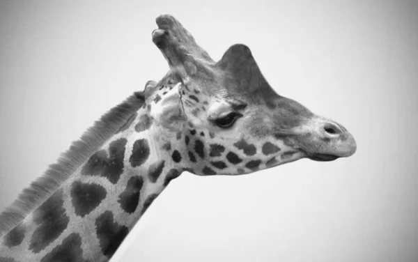Дикий Красивий Giraffe Глава Білому Тлі — стокове фото