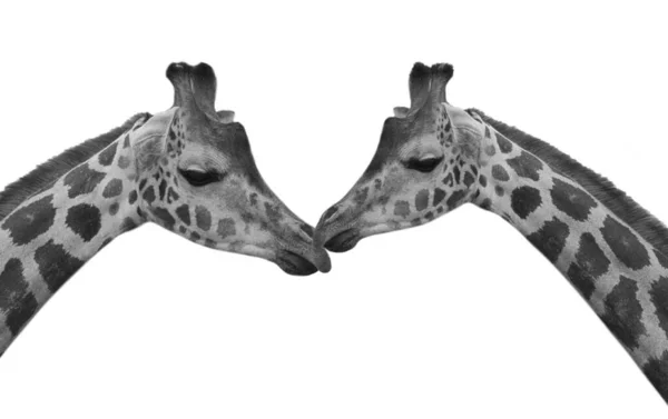 Giraffa Isolato Testa Bianco Sfondo — Foto Stock